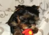 Dodatkowe zdjęcia: Sprzedam szczenięta rasy Yorkshire Terrier