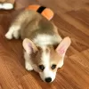 Zdjęcie №1. welsh corgi - na sprzedaż w Гамбург | negocjowane | Zapowiedź №109165