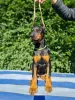 Dodatkowe zdjęcia: Doberman