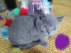 Dodatkowe zdjęcia: Wspaniałe kocięta Scottish Fold & Straight!