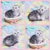 Zdjęcie №1. scottish fold - na sprzedaż w Mińsk | negocjowane | Zapowiedź № 42142