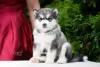 Zdjęcie №2 do zapowiedźy № 7534 na sprzedaż  alaskan malamute - wkupić się Federacja Rosyjska prywatne ogłoszenie