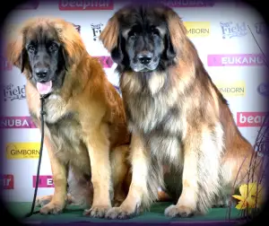 Zdjęcie №1. leonberger - na sprzedaż w Salacgriva | 5118zł | Zapowiedź №2081