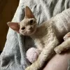 Zdjęcie №4. Sprzedam devon rex w Brodnica. hodowca - cena - 3692zł