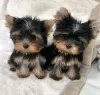 Zdjęcie №1. yorkshire terrier - na sprzedaż w Vilvoorde | Bezpłatny | Zapowiedź №129084