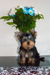 Zdjęcie №4. Sprzedam yorkshire terrier w Petersburg. hodowca - cena - 1210zł