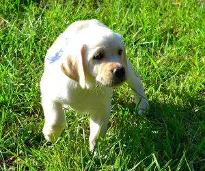 Zdjęcie №4. Sprzedam labrador retriever w Sumy. prywatne ogłoszenie, od żłobka, hodowca - cena - Negocjowane