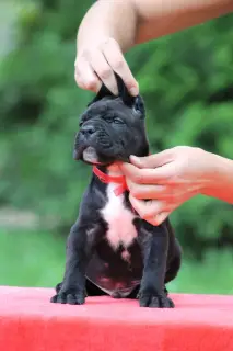 Zdjęcie №2 do zapowiedźy № 2412 na sprzedaż  cane corso - wkupić się Białoruś od żłobka, hodowca