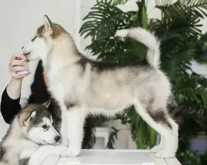 Zdjęcie №3. Oferowane do sprzedaży piękna dziewczyna Alaskan Malamute. Federacja Rosyjska