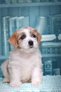 Dodatkowe zdjęcia: Szczenięta Jack Russell Terrier