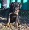 Zdjęcie №2 do zapowiedźy № 83601 na sprzedaż  rottweiler - wkupić się Serbia 