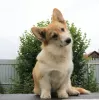 Zdjęcie №2 do zapowiedźy № 56736 na sprzedaż  welsh corgi - wkupić się Federacja Rosyjska prywatne ogłoszenie, od żłobka, hodowca