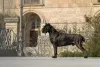 Dodatkowe zdjęcia: Szczenięta Cane Corso