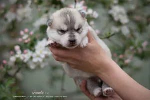 Zdjęcie №3. Siberian husky szczenięta od rodowitych rodziców. Federacja Rosyjska