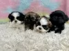 Zdjęcie №1. shih tzu - na sprzedaż w Charlotte | 1188zł | Zapowiedź №99265