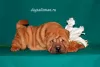 Zdjęcie №4. Sprzedam shar pei w Twer. prywatne ogłoszenie - cena - 2233zł