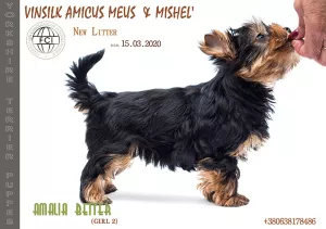 Zdjęcie №1. yorkshire terrier - na sprzedaż w Zhytomyr | 2462zł | Zapowiedź №6721