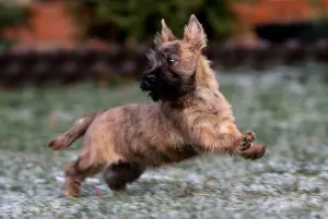 Dodatkowe zdjęcia: Dziewczyny Cairn Terrier