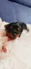 Zdjęcie №1. yorkshire terrier - na sprzedaż w Nevada City | 1585zł | Zapowiedź №106257