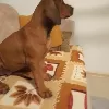 Dodatkowe zdjęcia: Rhodesian Ridgeback suczka ZKWP/FCI