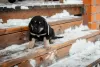 Dodatkowe zdjęcia: Hodowla szczeniąt Khotosho (Buryat Dog) Heritage of Buriatia