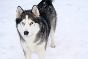 Dodatkowe zdjęcia: St. Petersburg. Szczenięta Siberian Husky są oferowane na sprzedaż