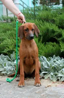 Zdjęcie №2 do zapowiedźy № 3733 na sprzedaż  rhodesian ridgeback - wkupić się Federacja Rosyjska hodowca