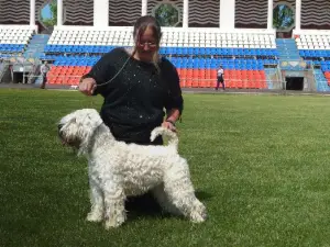 Dodatkowe zdjęcia: Irish Soft Coated Wheaten Terrier