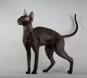 Zdjęcie №1. Usługi krycia - rasa: kot cornish rex. Cena - 2136zł