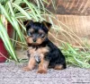 Zdjęcie №1. yorkshire terrier - na sprzedaż w Tegernsee | 2511zł | Zapowiedź №63810