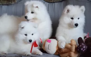 Zdjęcie №3. Urocze Samoyed Girls. Federacja Rosyjska