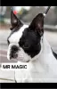 Dodatkowe zdjęcia: Boston Terrier, filhotes premium