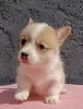 Zdjęcie №3. Pembroke Welsh Corgi szczenięta. Serbia