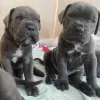 Zdjęcie №1. cane corso - na sprzedaż w Berlin | 3139zł | Zapowiedź №98898