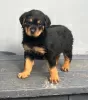 Zdjęcie №1. rottweiler - na sprzedaż w Аораки / Маунт Кук | 2093zł | Zapowiedź №57008