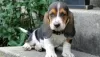 Zdjęcie №1. basset hound - na sprzedaż w Kolonia | negocjowane | Zapowiedź №103083