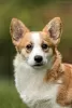 Zdjęcie №1. welsh corgi - na sprzedaż w Genewa | 6951zł | Zapowiedź №19351