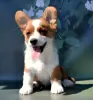 Zdjęcie №2 do zapowiedźy № 54516 na sprzedaż  welsh corgi - wkupić się Federacja Rosyjska od żłobka