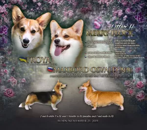 Dodatkowe zdjęcia: Walijska corgi pembroke girl, bobtail