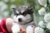 Zdjęcie №3. Szczenięta Alaskan Malamute. Federacja Rosyjska