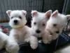 Zdjęcie №1. west highland white terrier - na sprzedaż w Maine | negocjowane | Zapowiedź №44311