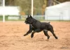 Zdjęcie №3. Szczenięta Cane Corso. Federacja Rosyjska