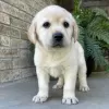 Zdjęcie №1. labrador retriever - na sprzedaż w São Paulo | 594zł | Zapowiedź №45711