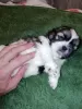 Dodatkowe zdjęcia: Shih Tzu