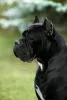 Dodatkowe zdjęcia: Szczenięta Cane Corso