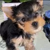 Zdjęcie №1. yorkshire terrier - na sprzedaż w Yorba Linda | negocjowane | Zapowiedź №107704