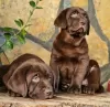 Zdjęcie №1. labrador retriever - na sprzedaż w Warszawa | 3348zł | Zapowiedź №63324