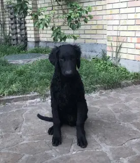 Zdjęcie №1. curly coated retriever - na sprzedaż w Kijów | Negocjowane | Zapowiedź №3011