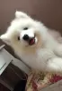 Dodatkowe zdjęcia: Samoyed szczenięta