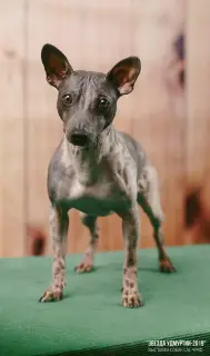 Zdjęcie №1. american hairless terrier - na sprzedaż w Iżewsk | Bezpłatny | Zapowiedź №2572